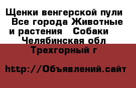 Щенки венгерской пули - Все города Животные и растения » Собаки   . Челябинская обл.,Трехгорный г.